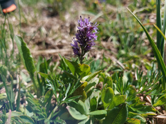 Veronica densiflora