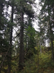 Pinus sibirica