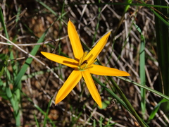 Pauridia linearis
