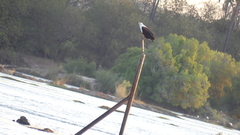 Haliaeetus vocifer