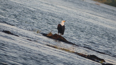 Haliaeetus vocifer