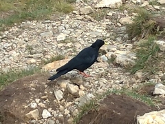 Pyrrhocorax graculus