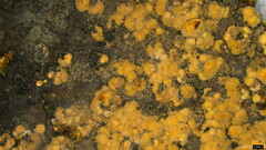 Fungi
