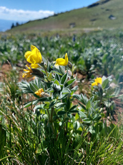 Thermopsis alpina