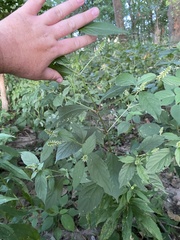 Achyranthes japonica