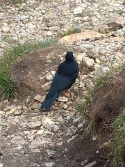 Pyrrhocorax graculus