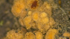 Fungi