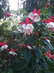 Fuchsia × hybrida
