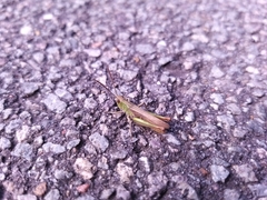 Chorthippus dorsatus