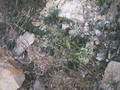 Leonurus pseudomacranthus