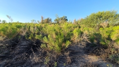 Baccharis sarothroides