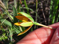 Pauridia linearis