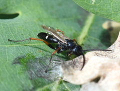 Episyron rufipes