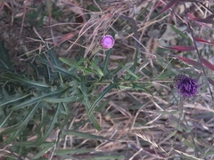 Cirsium chinense
