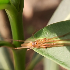 Tetragnatha