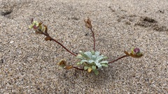 Camissoniopsis cheiranthifolia