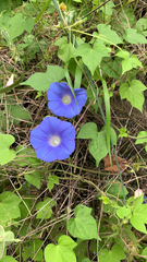 Ipomoea hederacea
