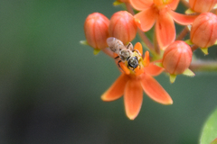 Lasioglossum pilosum