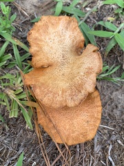 Gymnopilus lepidotus