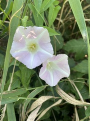 Calystegia