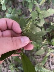 Achyranthes japonica