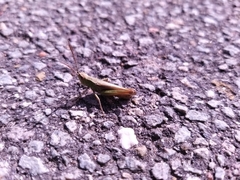 Chorthippus dorsatus