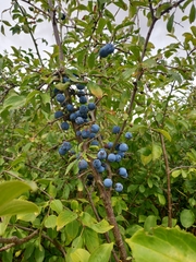 Prunus spinosa