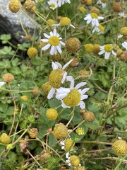 Tripleurospermum maritimum