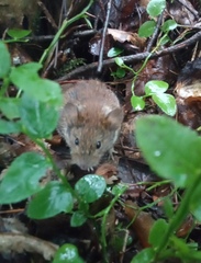 Clethrionomys glareolus