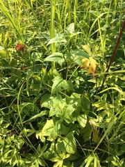 Parasenecio hastatus