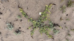 Ambrosia chamissonis