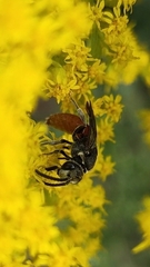 Sphecodes albilabris