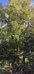 Populus