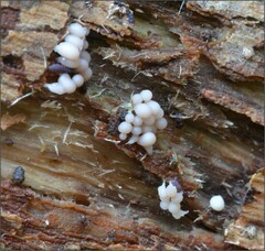 Myxomycetes
