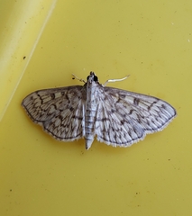 Herpetogramma pertextalis