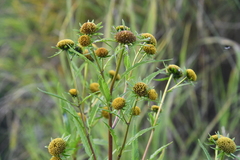 Bidens radiata