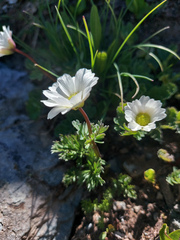 Callianthemum sajanense