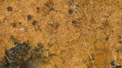 Fungi