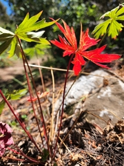 Geranium richardsonii
