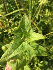 Parasenecio hastatus