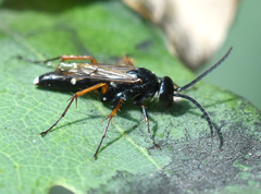 Episyron rufipes