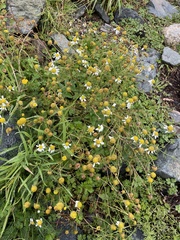 Tripleurospermum maritimum