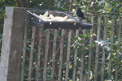 Tachyphonus coronatus