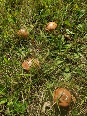 Baorangia bicolor