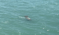 Trichechus manatus