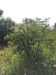 Sambucus sibirica