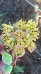 Asclepias obovata