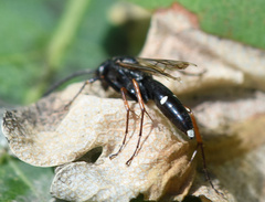 Episyron rufipes