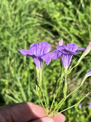 Ruellia nudiflora runyonii