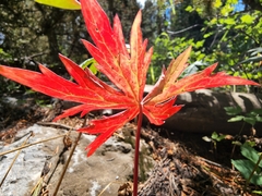 Geranium richardsonii